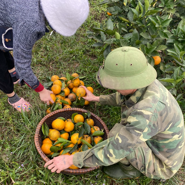 &quot;Thủ phủ&quot; cam Hà Tĩnh chín rực chờ Tết - Ảnh 10.