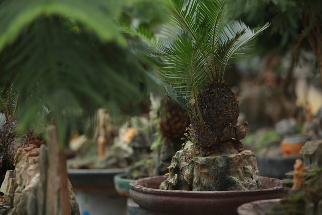 Vạn tuế mini bonsai 20 năm tuổi xuống phố, phục vụ người chơi Tết Quý Mão 2023 - Ảnh 6.
