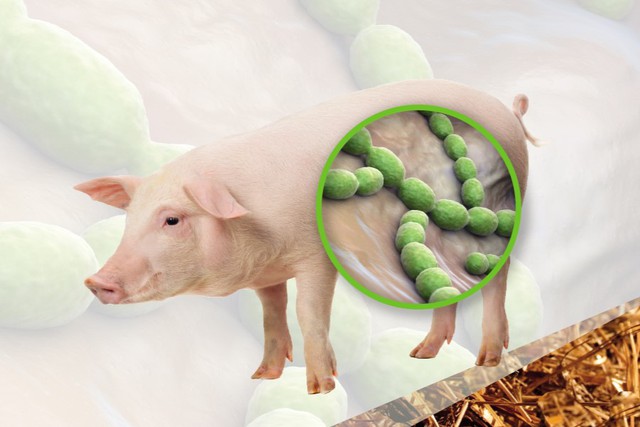 Ăn xong món khoái khẩu 'vạn người mê', 3 người nhập viện, 1 người tử vong nghi do sốc nhiễm khuẩn liên cầu lợn - Ảnh 4.