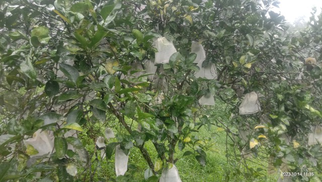 Xem nông dân Hà Tĩnh bọc 'áo giáp' cho cam trước mưa lớn kéo dài - Ảnh 3.