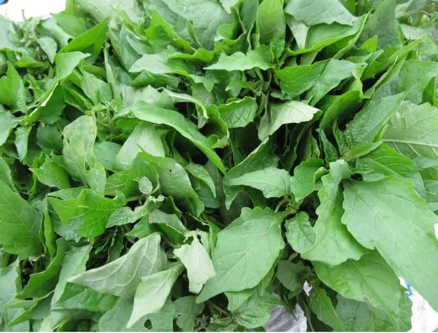Bất ngờ loại rau là 'vũ khí' chống ung thư và bệnh tiểu đường, được thế giới ca ngợi là rau trường thọ, mọc đầy vườn quê Việt Nam - Ảnh 3.