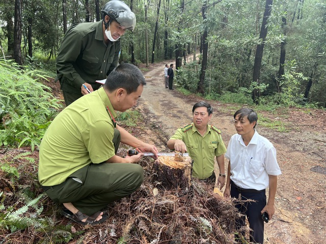 Thông tin mới vụ nhiều cây thông hàng chục năm tuổi ở Huế bị đốn hạ - Ảnh 1.