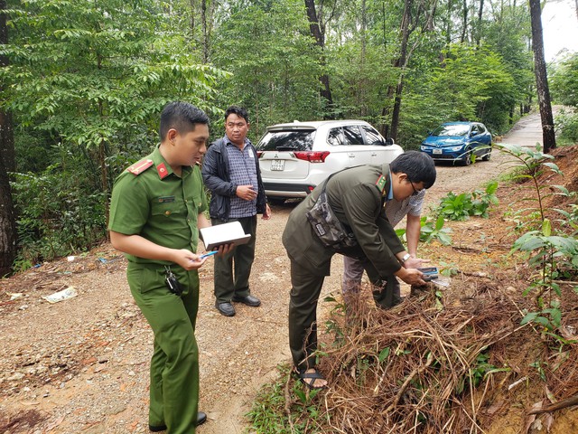 Thông tin mới vụ nhiều cây thông hàng chục năm tuổi ở Huế bị đốn hạ - Ảnh 2.