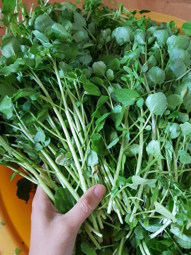Bất ngờ loại rau đang rẻ như cho ở chợ Việt, được Mỹ đánh giá là rau 'tốt nhất thế giới', có công dụng ngừa K cực hiệu quả - Ảnh 2.