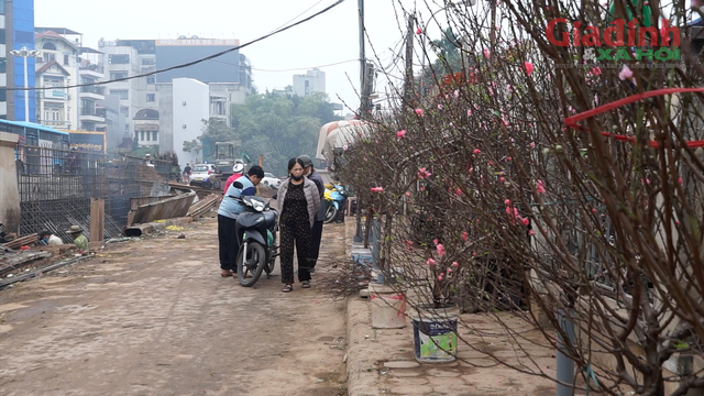 Hà Nội: Hoa đào đắt đỏ, chỉ gia đình khá giá đặt mua online chơi Tết Dương lịch, xe ôm kiếm bộn tiền - Ảnh 2.