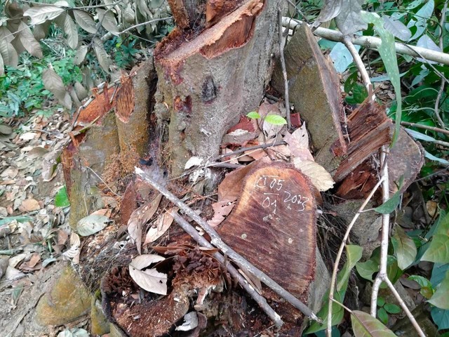 Hàng trăm cây gỗ rừng bị chặt hạ không thương tiếc ở xứ Thanh - Ảnh 2.