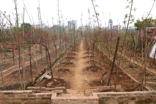 Vườn đào Nhật Tân lại tất bật 'xuống gốc' hồi sinh đào sau Tết - Ảnh 10.