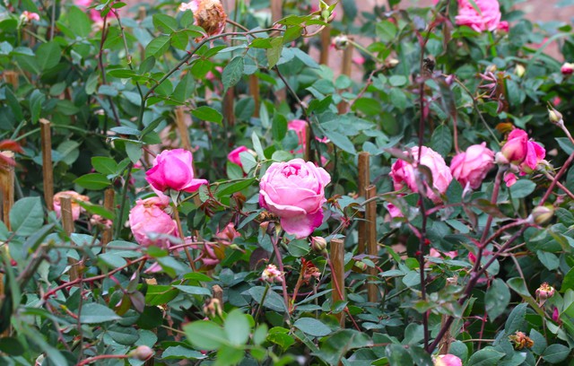 Chiêm ngưỡng hơn 10.000 cây hoa hồng được trồng - Ảnh 6.