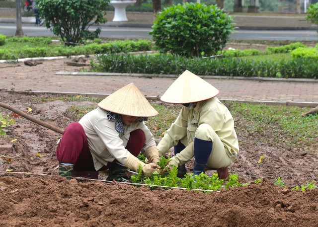 Chiêm ngưỡng hơn 10.000 cây hoa hồng được trồng - Ảnh 10.