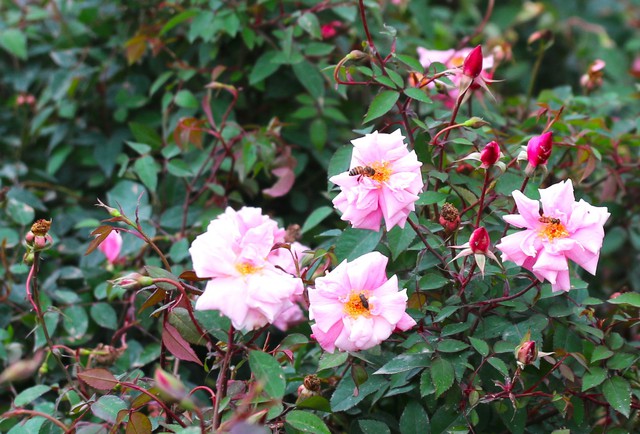 Chiêm ngưỡng hơn 10.000 cây hoa hồng được trồng - Ảnh 12.