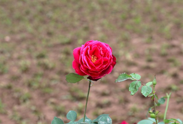 Chiêm ngưỡng hơn 10.000 cây hoa hồng được trồng - Ảnh 4.