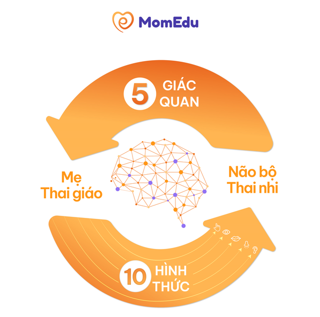 Ứng dụng thai giáo MomEdu hỗ trợ kích thích phát triển não bộ thai nhi   - Ảnh 3.