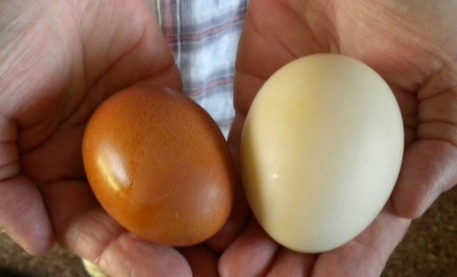 Bất ngờ công dụng của trứng vịt, vừa rẻ vừa giàu dinh dưỡng hơn trứng gà, nhưng 2 nhóm người này được khuyến cáo không nên ăn - Ảnh 2.