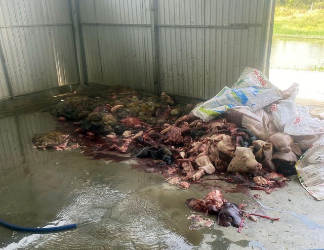Phát hiện cơ sở giết mổ sơ chế khoảng 5 tấn thịt lợn, nội tạng bốc mùi hôi thối dưới nền đất - Ảnh 2.