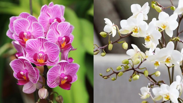 Muốn có giấc ngủ sâu, nên đặt những loại cây này trong phòng ngủ - Ảnh 9. Muốn có giấc ngủ sâu, nên đặt những loại cây này trong phòng ngủ - Ảnh 9.