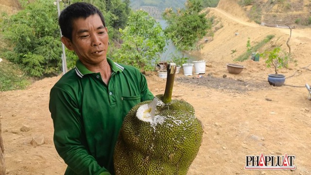 Tại sao tr&aacute;i m&iacute;t b&aacute;n ra lại bị cắt 1 miếng ở đầu, kh&ocirc;ng phải ai cũng hiểu đ&uacute;ng - Ảnh 3.