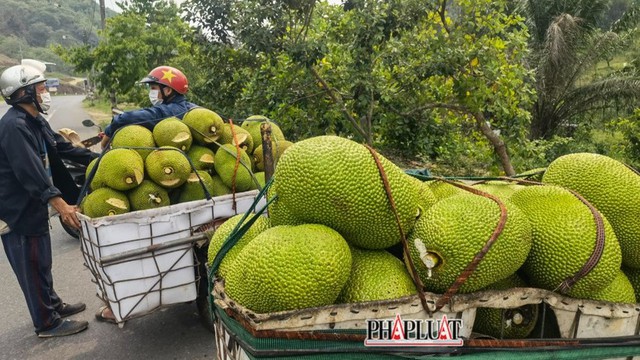 Tại sao tr&aacute;i m&iacute;t b&aacute;n ra lại bị cắt 1 miếng ở đầu, kh&ocirc;ng phải ai cũng hiểu đ&uacute;ng - Ảnh 1.