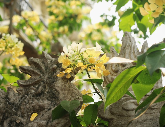Chiêm ngưỡng cây hoa Bún 300 tuổi khoe sắc giữa lòng Thủ đô  - Ảnh 4.