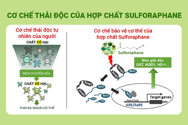 Cơ chế thải độc rượu, bia ra khỏi cơ thể của Sulforaphane  - Ảnh 2.