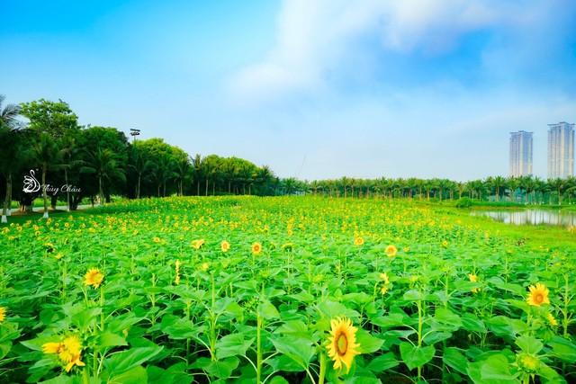 Ecopark- &quot;nơi có gió&quot; chữa lành cho người trưởng thành và thiên nhiên hạnh phúc cho trẻ nhỏ - Ảnh 4.