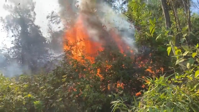 Hàng trăm người nỗ lực khống chế cháy rừng ở Hà Tĩnh - Ảnh 2.
