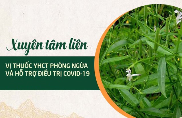 Ứng dụng công nghệ Nano trong bào chế xuyên tâm liên - Ảnh 2.