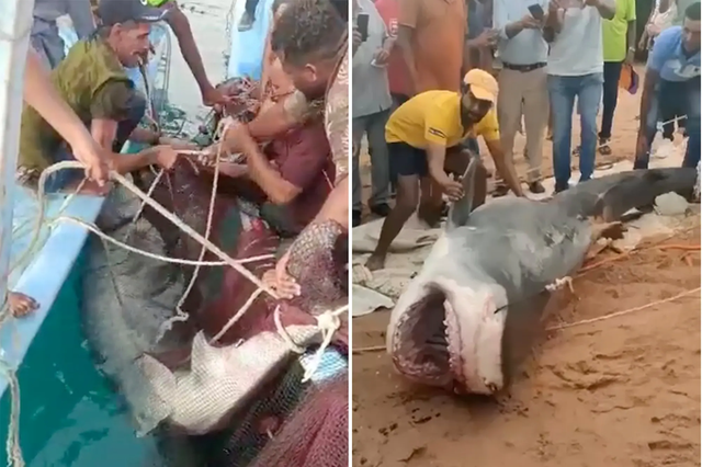 Video: Khoảnh khắc du khách bị cá mập ngoạm tay, kéo xuống nước, ăn thịt trước mặt người thân gây kinh hãi - Ảnh 5.