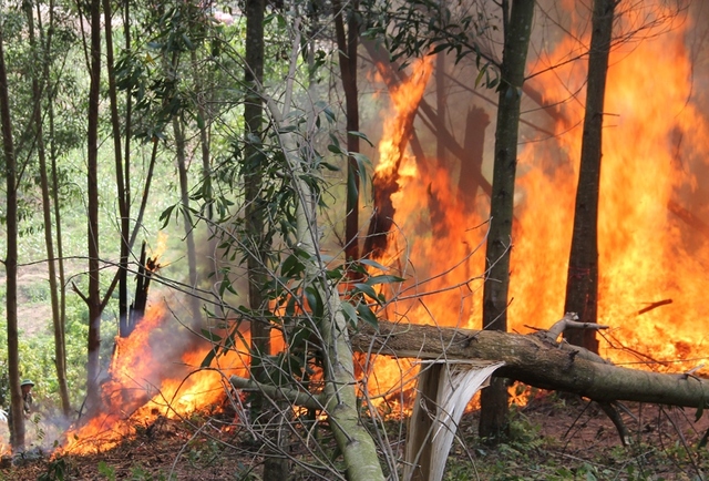Quảng Ninh: Thông tin ban đầu vụ cháy rừng phát hiện một người tử vong tại Uông Bí  - Ảnh 1.