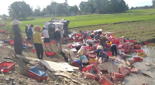 Người dân Quảng Trị xuống ruộng giúp tài xế thu gom 5 tấn cá do xe tải bị lật - Ảnh 3.