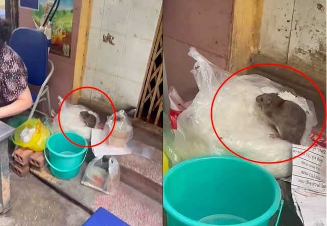 Kinh hoàng hình ảnh chuột cống 'ngồi' chễm chệ trên túi bún ở Hà Nội đang gây xôn xao - Ảnh 2.