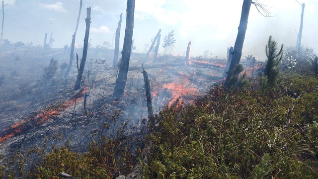 Thừa Thiên Huế liên tiếp xảy ra loạt vụ cháy rừng, tỉnh chỉ đạo 'nóng' - Ảnh 2.