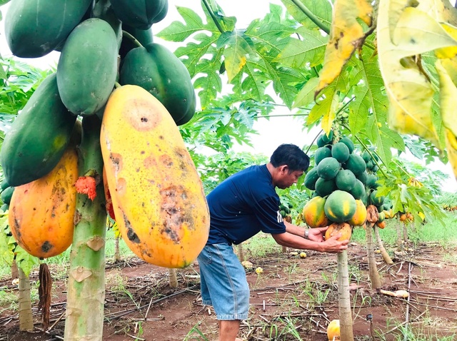 Người nông dân khóc ròng vì doanh nghiệp &quot;trở kèo&quot;
 - Ảnh 4.