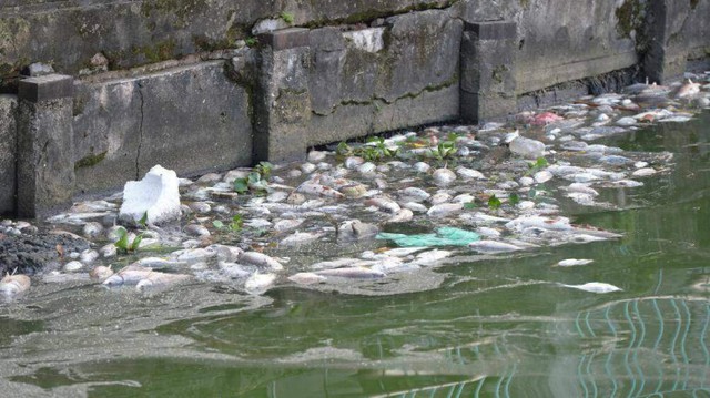 Hình ảnh nhiều hồ nước ở Hà Nội ngập ngụa rác thải, xác cá chết - Ảnh 13.