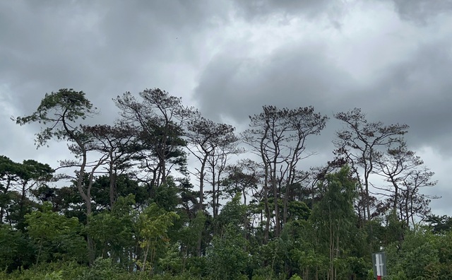 Diễn biến mới vụ rừng thông hàng chục năm tuổi ở Quảng Trị bị xâm hại - Ảnh 1.