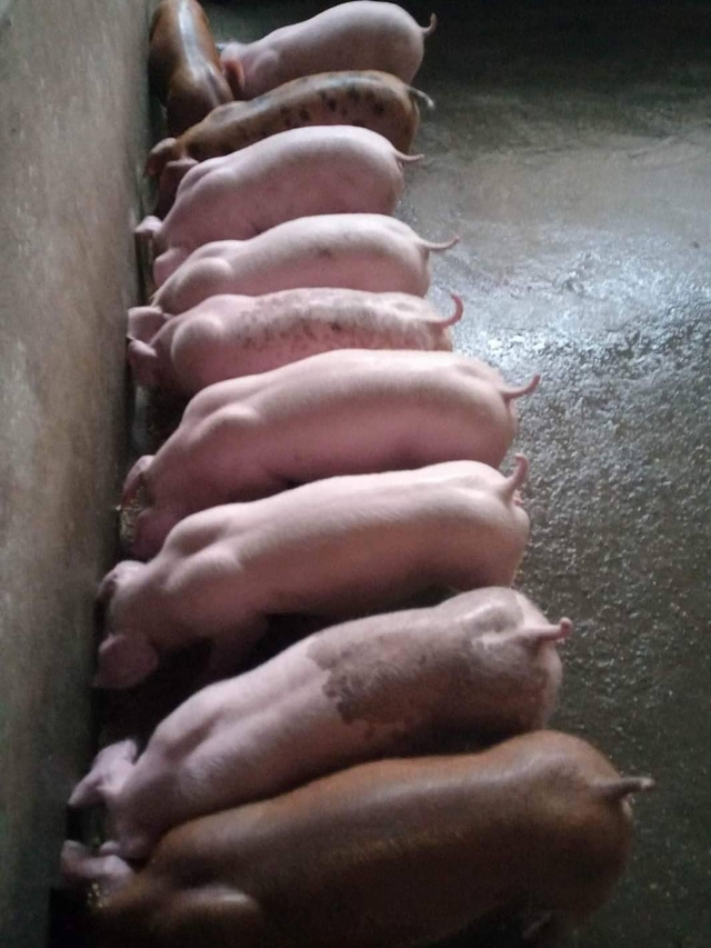 Giá lợn hơi 'tụt dốc', nhiều hộ chăn nuôi ở 'thủ phủ' lợn lớn nhất miền Bắc 'bỏ nghề' vì 'lứa được, lứa mất' - Ảnh 2.
