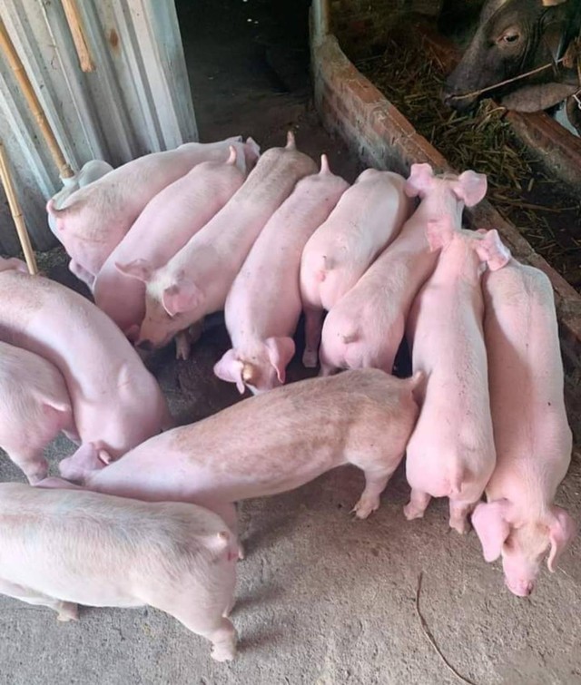Người chăn nuôi lợn chấp nhận cắt lỗ, giảm một nửa tổng đàn lợn nguồn cung phục vụ Tết Nguyên đán quá dồi dào - Ảnh 2.
