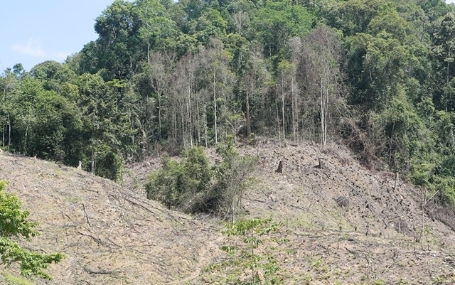 Làm rõ trách nhiệm của kiểm lâm về tình trạng khai thác gỗ trái phép tại huyện Như Xuân - Ảnh 2.