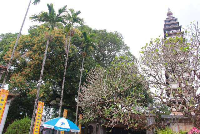 Kỳ lạ, những cây cổ thủ trong ngôi chùa 800 năm ở Nam Định vẫn xanh tươi, có cây đã rỗng thân? - Ảnh 11.
