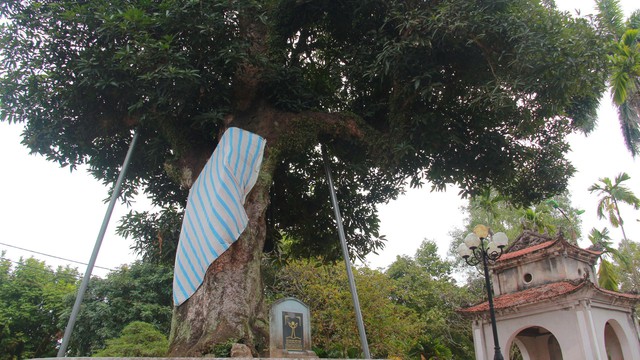 Kỳ lạ, những cây cổ thủ trong ngôi chùa 800 năm ở Nam Định vẫn xanh tươi, có cây đã rỗng thân? - Ảnh 6.