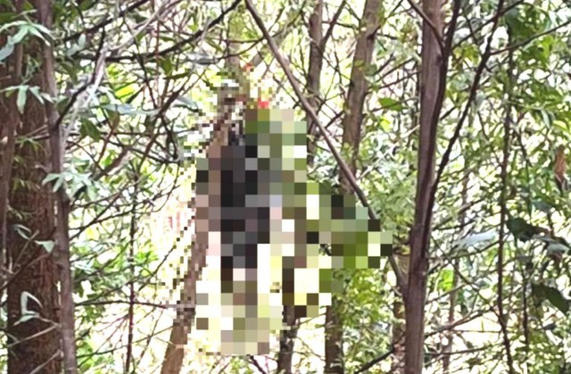 Người đàn ông sống độc thân được phát hiện treo cổ trong rừng keo - Ảnh 1.