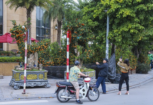 Quất cảnh dáng rồng 'du ngoạn' phố phường Hà Nội, báo hiệu Tết đang đến gần - Ảnh 12.
