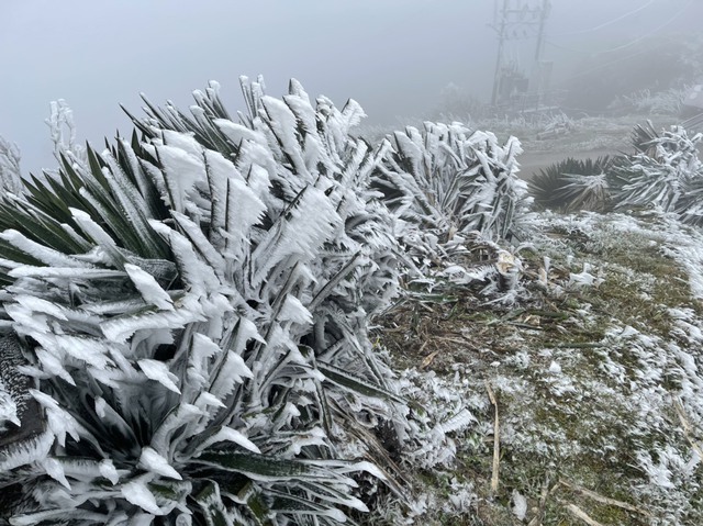 Cùng chiêm ngưỡng cánh rừng băng giá trắng xoá tuyệt đẹp ở đỉnh Mẫu Sơn  - Ảnh 7.