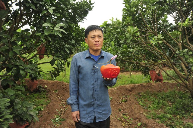 Hàng nghìn quả bưởi tạo hình Tài - Lộc đẹp mắt ở Hà Nội có giá bán đắt đỏ nhưng đã'cháy' hàng khi chưa kịp hái - Ảnh 8.