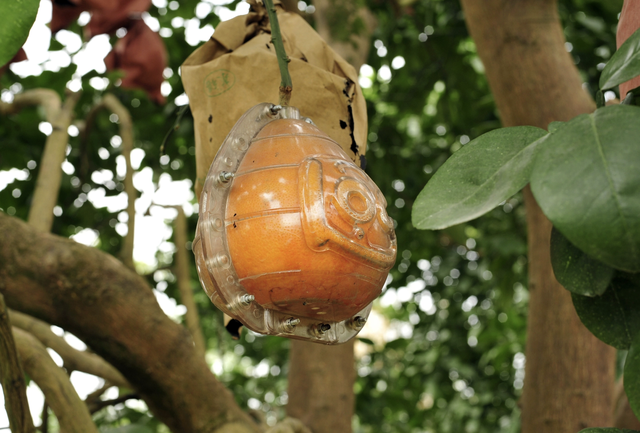Hàng nghìn quả bưởi tạo hình Tài - Lộc đẹp mắt ở Hà Nội có giá bán đắt đỏ nhưng đã'cháy' hàng khi chưa kịp hái - Ảnh 5.