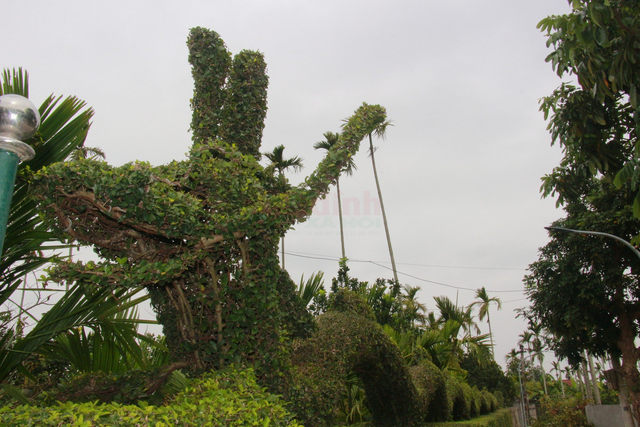 Độc đáo con rồng được tạo từ cây duối của một gia đình ở Nam Định - Ảnh 5.