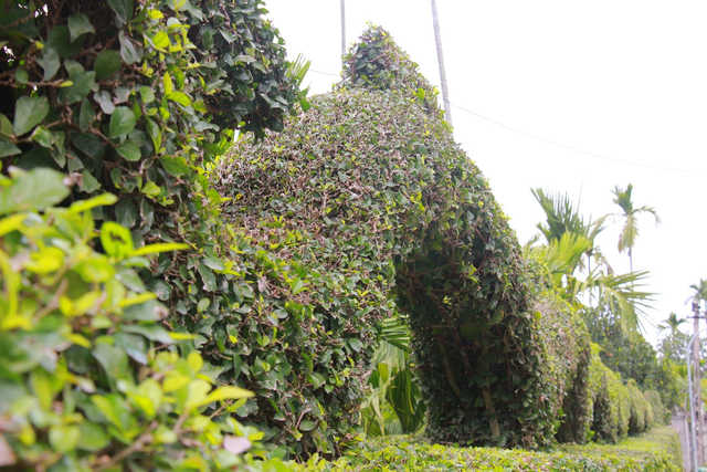 Độc đáo con rồng được tạo từ cây duối của một gia đình ở Nam Định - Ảnh 6.
