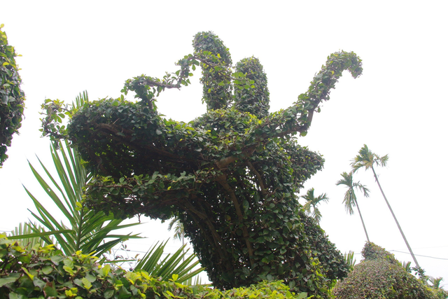 Độc đáo con rồng được tạo từ cây duối của một gia đình ở Nam Định - Ảnh 8.