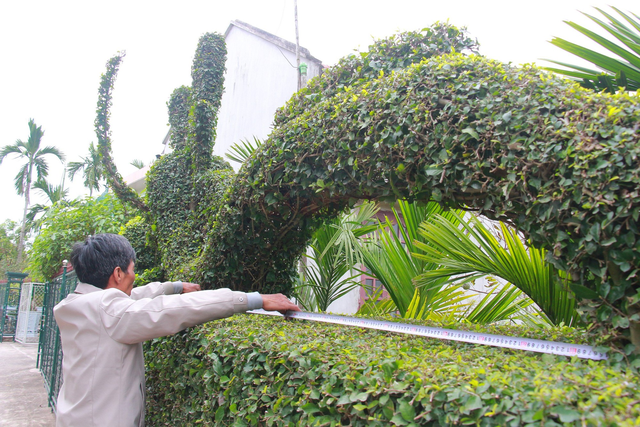 Độc đáo con rồng được tạo từ cây duối của một gia đình ở Nam Định - Ảnh 11.