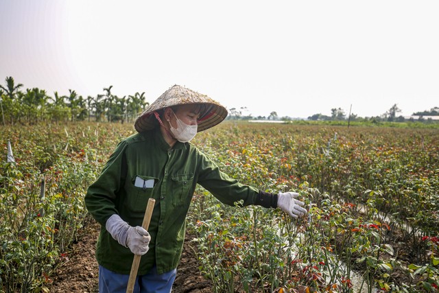 'Thủ phủ hoa hồng' nổi tiếng ở Hà Nội 'lỡ hẹn' dịp 20/10 - Ảnh 6.