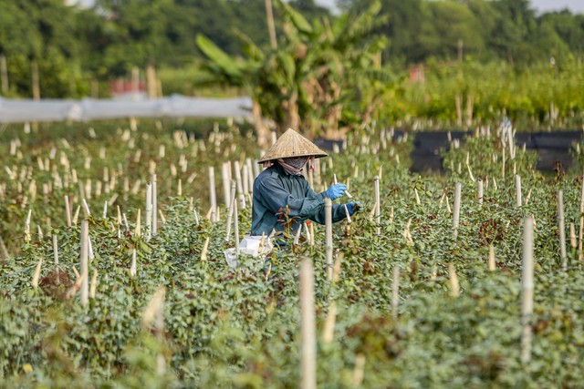 'Thủ phủ hoa hồng' nổi tiếng ở Hà Nội 'lỡ hẹn' dịp 20/10 - Ảnh 8.